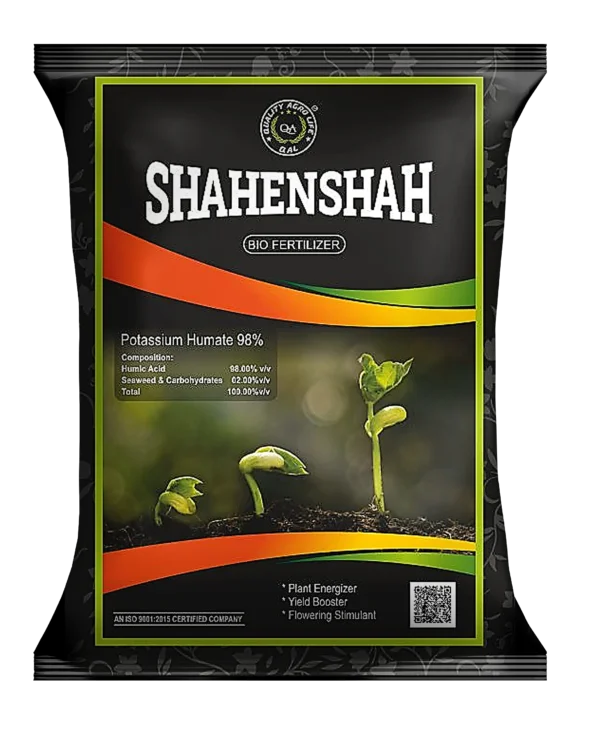 Shahnshah 500g